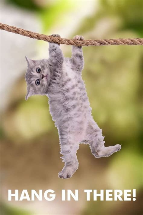 cat picture hang in there.